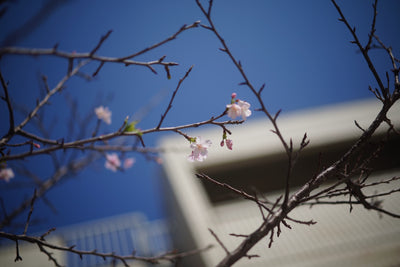 桜の蕾がほころぶ季節