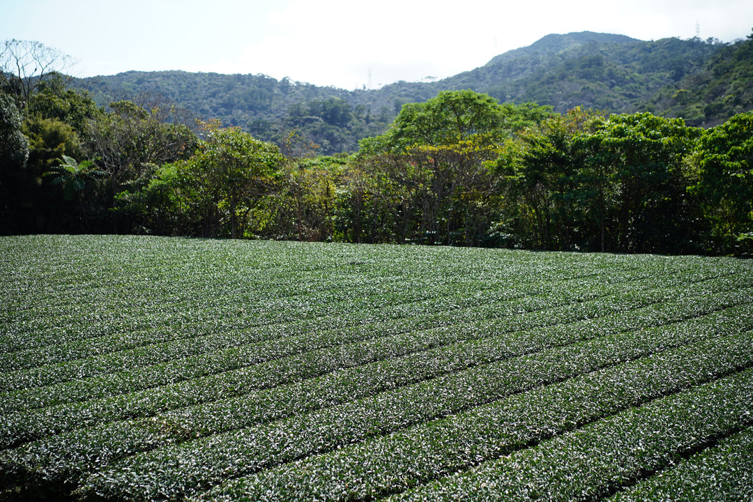 金川紅茶