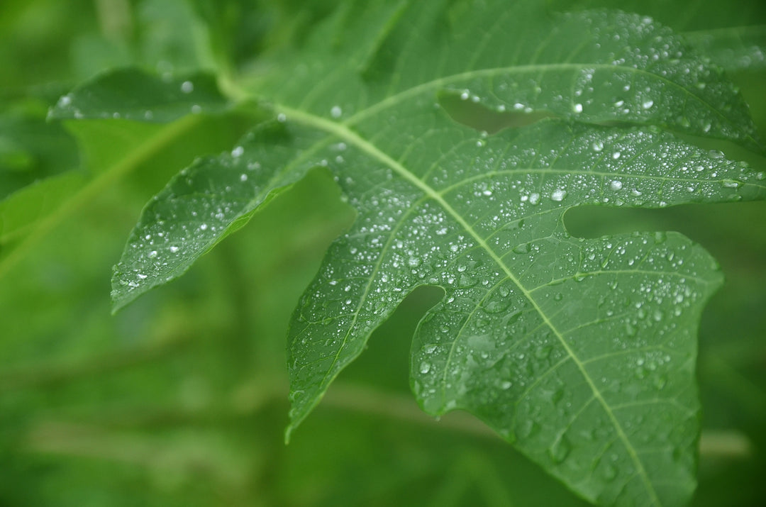 梅雨入り
