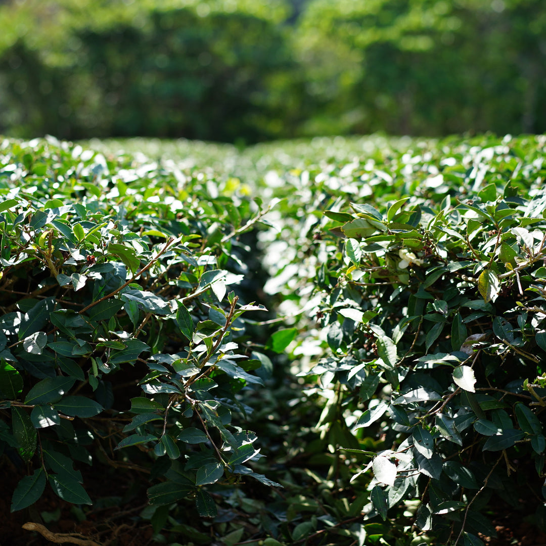 学びのすゝめ 金川製茶 比嘉さんの茶会 2026 in 角萬漆器