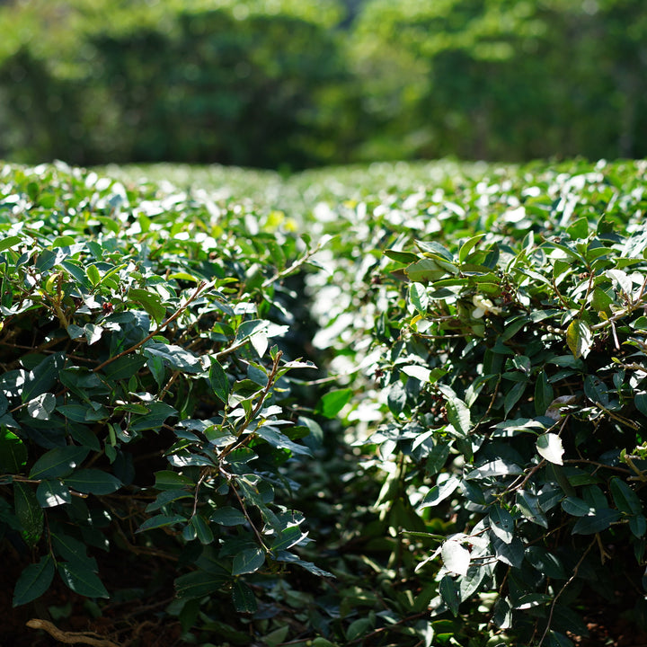学びのすゝめ 金川製茶 比嘉さんの茶会 2026 in 角萬漆器