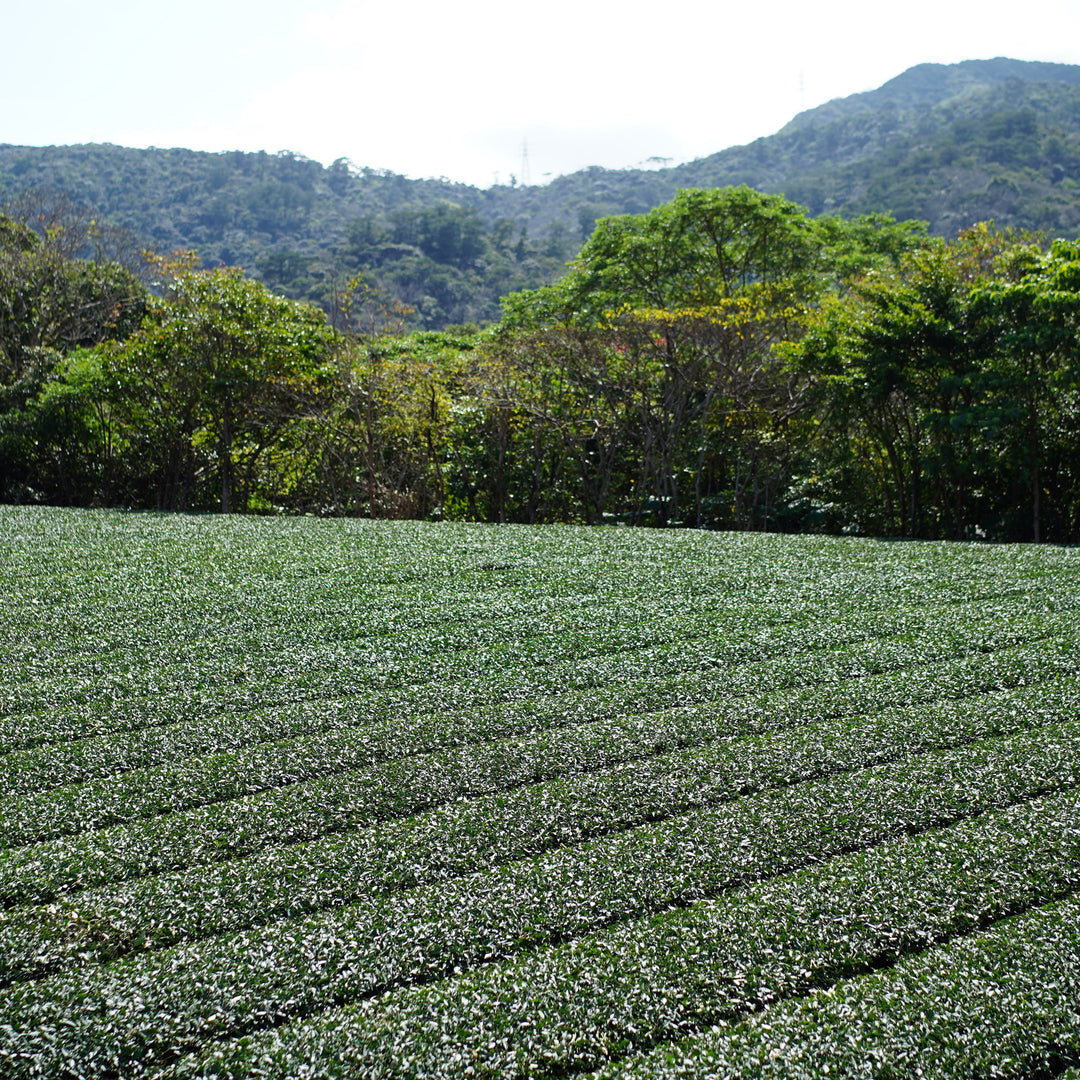 学びのすゝめ 金川製茶 比嘉さんの茶会 2026 in 角萬漆器