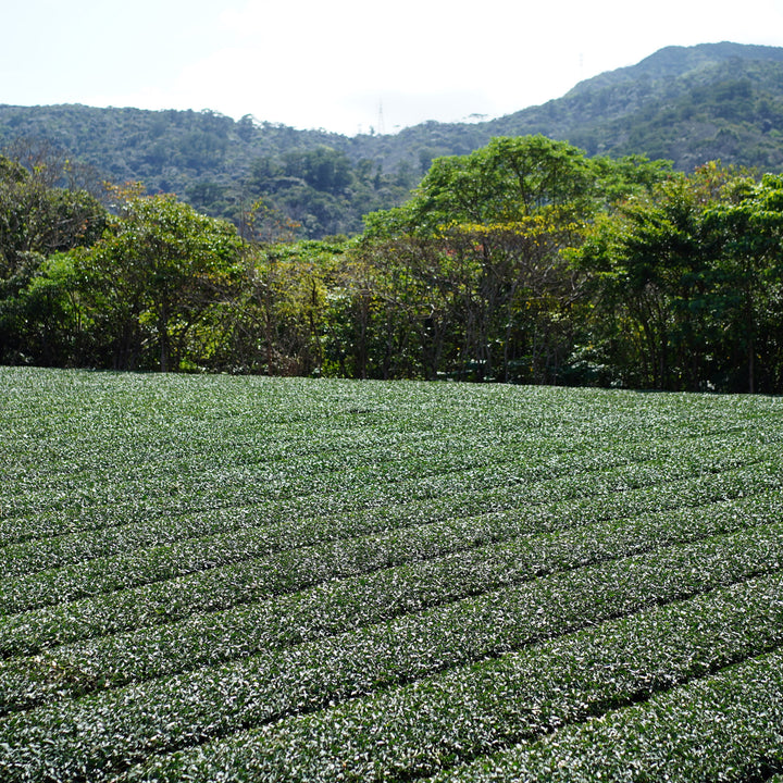 学びのすゝめ 金川製茶 比嘉さんの茶会 2026 in 角萬漆器
